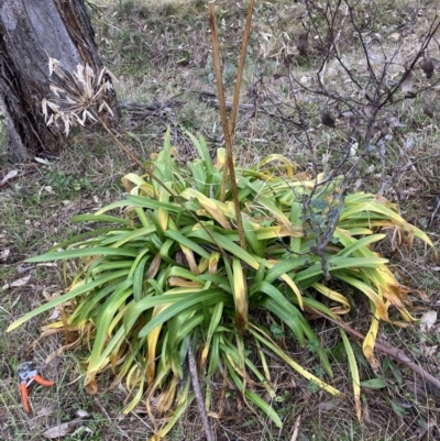 Agapanthus praecox subsp. orientalis (Agapanthus) at Mount Majura - 28 Jul 2023 by waltraud