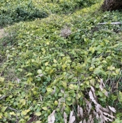 Vinca major (Blue Periwinkle) at Mount Majura - 28 Jul 2023 by waltraud