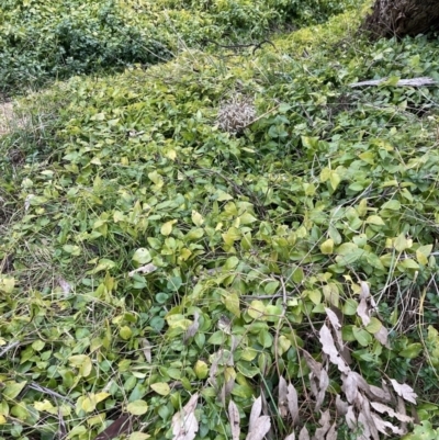 Vinca major (Blue Periwinkle) at Hackett, ACT - 28 Jul 2023 by waltraud