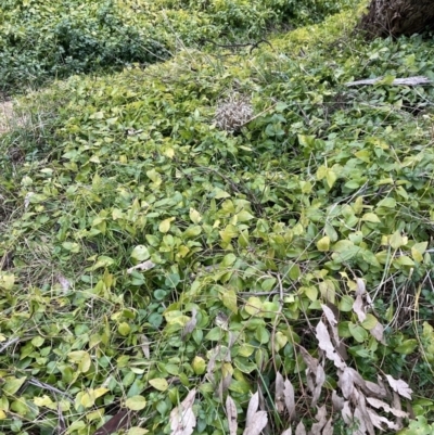 Vinca major (Blue Periwinkle) at Hackett, ACT - 28 Jul 2023 by waltraud