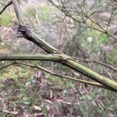 Acacia decurrens (Green Wattle) at Mount Majura - 28 Jul 2023 by waltraud