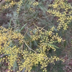 Acacia decurrens at Hackett, ACT - 28 Jul 2023 04:50 PM