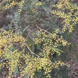 Acacia decurrens at Hackett, ACT - 28 Jul 2023 04:50 PM