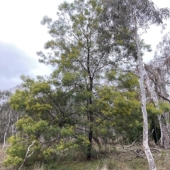 Acacia decurrens at Hackett, ACT - 28 Jul 2023