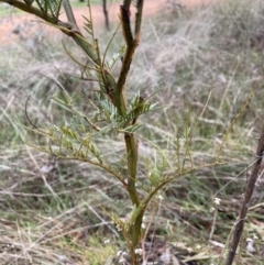 Acacia decurrens (Green Wattle) at Mount Majura - 28 Jul 2023 by waltraud