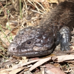 Tiliqua rugosa (Shingleback Lizard) at Bango, NSW - 5 May 2023 by RobG1
