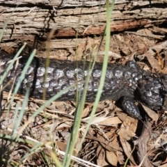 Tiliqua rugosa at Bango, NSW - 5 May 2023