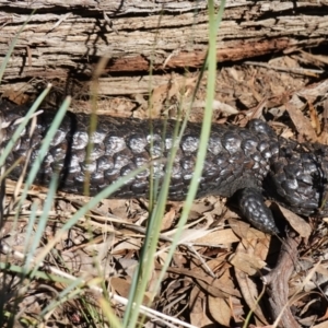 Tiliqua rugosa at Bango, NSW - 5 May 2023 10:14 AM