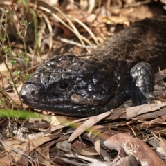 Tiliqua rugosa at Bango, NSW - 5 May 2023