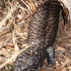 Tiliqua rugosa at Bango, NSW - 5 May 2023 10:14 AM