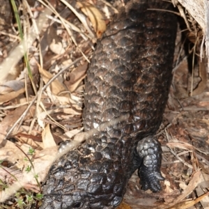 Tiliqua rugosa at Bango, NSW - 5 May 2023 10:14 AM