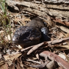 Tiliqua rugosa at Bango, NSW - 5 May 2023 10:14 AM