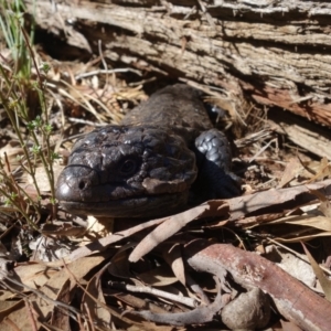 Tiliqua rugosa at Bango, NSW - 5 May 2023 10:14 AM