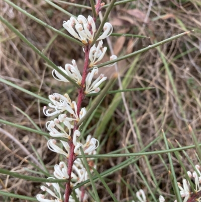 Hakea decurrens subsp. decurrens (Bushy Needlewood) at Mount Majura - 28 Jul 2023 by waltraud