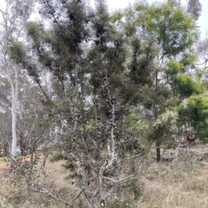 Hakea decurrens subsp. decurrens at Hackett, ACT - 28 Jul 2023