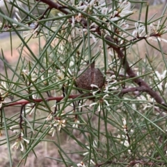 Hakea decurrens subsp. decurrens at Hackett, ACT - 28 Jul 2023