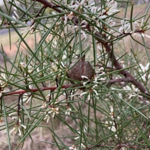 Hakea decurrens subsp. decurrens at Hackett, ACT - 28 Jul 2023