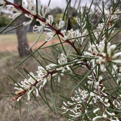 Hakea decurrens subsp. decurrens (Bushy Needlewood) at Mount Majura - 28 Jul 2023 by waltraud