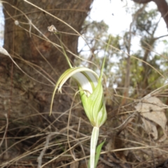 Diplodium ampliatum (Large Autumn Greenhood) at Bango, NSW - 5 May 2023 by RobG1