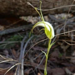 Diplodium ampliatum at Bango, NSW - suppressed