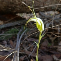 Diplodium ampliatum at Bango, NSW - 5 May 2023