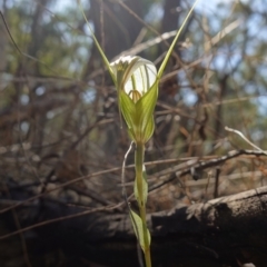 Diplodium ampliatum at Bango, NSW - suppressed