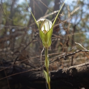 Diplodium ampliatum at Bango, NSW - suppressed