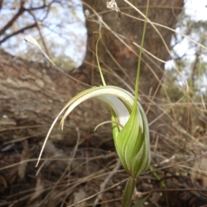 Diplodium ampliatum at Bango, NSW - suppressed