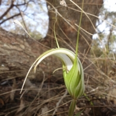 Diplodium ampliatum at Bango, NSW - 5 May 2023