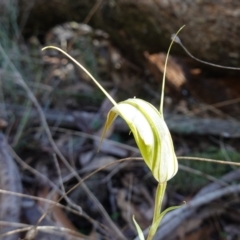 Diplodium ampliatum at Bango, NSW - suppressed