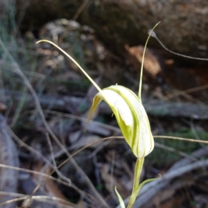 Diplodium ampliatum at Bango, NSW - 5 May 2023