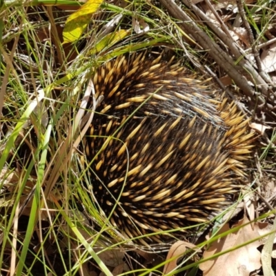 Tachyglossus aculeatus (Short-beaked Echidna) at Penrose, NSW - 29 Jul 2023 by Aussiegall