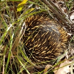 Tachyglossus aculeatus (Short-beaked Echidna) at Wingecarribee Local Government Area - 29 Jul 2023 by Aussiegall