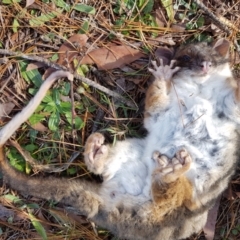 Pseudocheirus peregrinus (Common Ringtail Possum) at Wingecarribee Local Government Area - 29 May 2023 by Aussiegall