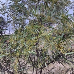 Acacia rubida (Red-stemmed Wattle, Red-leaved Wattle) at Hackett, ACT - 28 Jul 2023 by waltraud