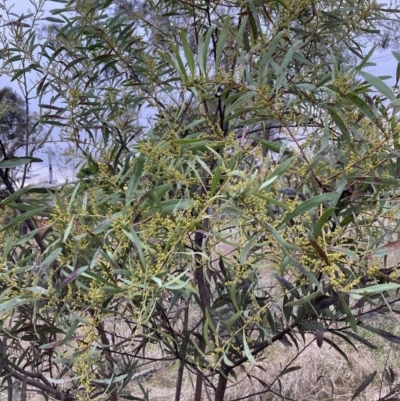 Acacia rubida (Red-stemmed Wattle, Red-leaved Wattle) at Mount Majura - 28 Jul 2023 by waltraud