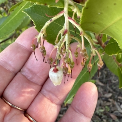 Arbutus unedo (Strawberry Tree) at Aranda, ACT - 29 Jul 2023 by lbradley