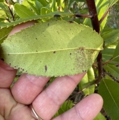 Arbutus unedo at Aranda, ACT - 29 Jul 2023