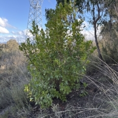 Arbutus unedo at Aranda, ACT - 29 Jul 2023 02:53 PM