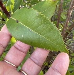 Arbutus unedo at Aranda, ACT - 29 Jul 2023