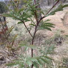 Acacia rubida (Red-stemmed Wattle, Red-leaved Wattle) at Mount Majura - 28 Jul 2023 by waltraud