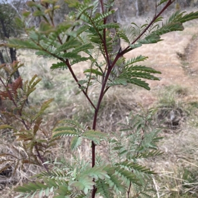 Acacia rubida (Red-stemmed Wattle, Red-leaved Wattle) at Hackett, ACT - 28 Jul 2023 by waltraud