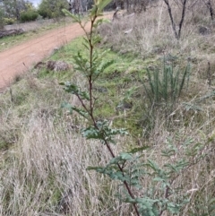 Acacia rubida (Red-stemmed Wattle, Red-leaved Wattle) at Mount Majura - 28 Jul 2023 by waltraud