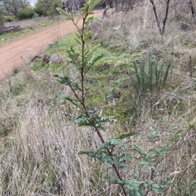 Acacia rubida (Red-stemmed Wattle, Red-leaved Wattle) at Mount Majura - 28 Jul 2023 by waltraud