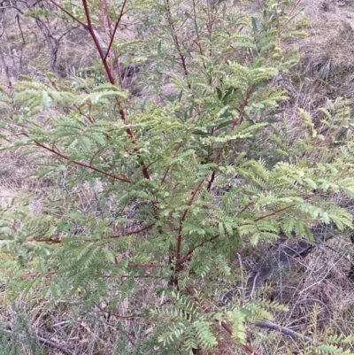 Acacia rubida (Red-stemmed Wattle, Red-leaved Wattle) at Mount Majura - 28 Jul 2023 by waltraud