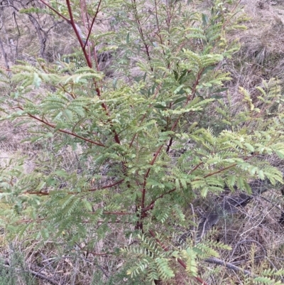 Acacia rubida (Red-stemmed Wattle, Red-leaved Wattle) at Hackett, ACT - 28 Jul 2023 by waltraud