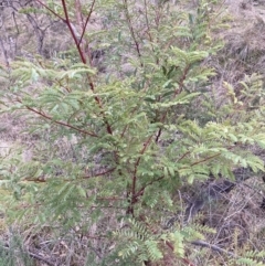 Acacia rubida (Red-stemmed Wattle, Red-leaved Wattle) at Mount Majura - 28 Jul 2023 by waltraud