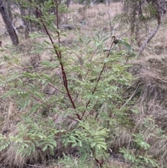 Acacia rubida (Red-stemmed Wattle, Red-leaved Wattle) at Hackett, ACT - 28 Jul 2023 by waltraud