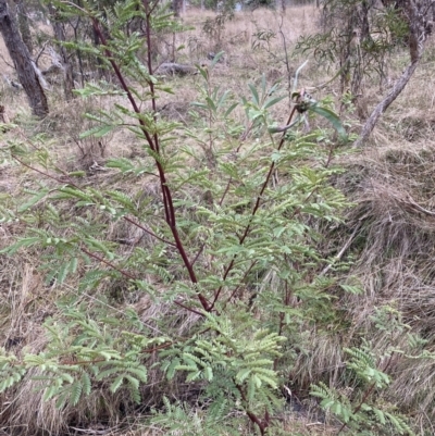 Acacia rubida (Red-stemmed Wattle, Red-leaved Wattle) at Mount Majura - 28 Jul 2023 by waltraud