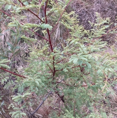 Acacia rubida (Red-stemmed Wattle, Red-leaved Wattle) at Mount Majura - 28 Jul 2023 by waltraud